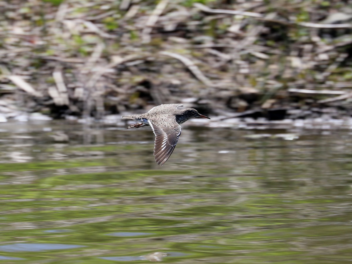 Spotted Sandpiper - Daniel Hinnebusch