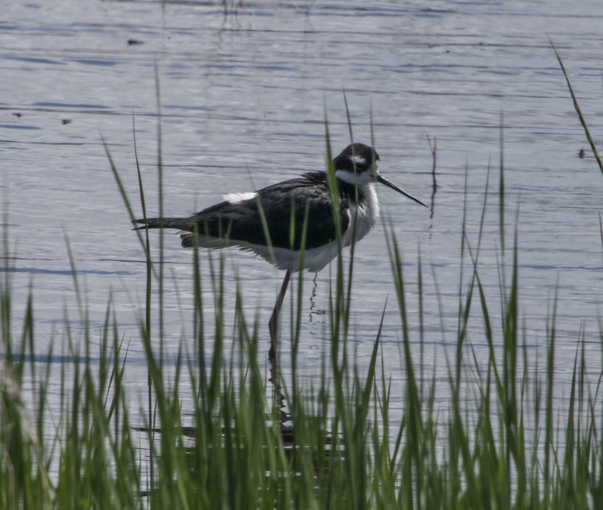 Black-necked Stilt - ML355636591