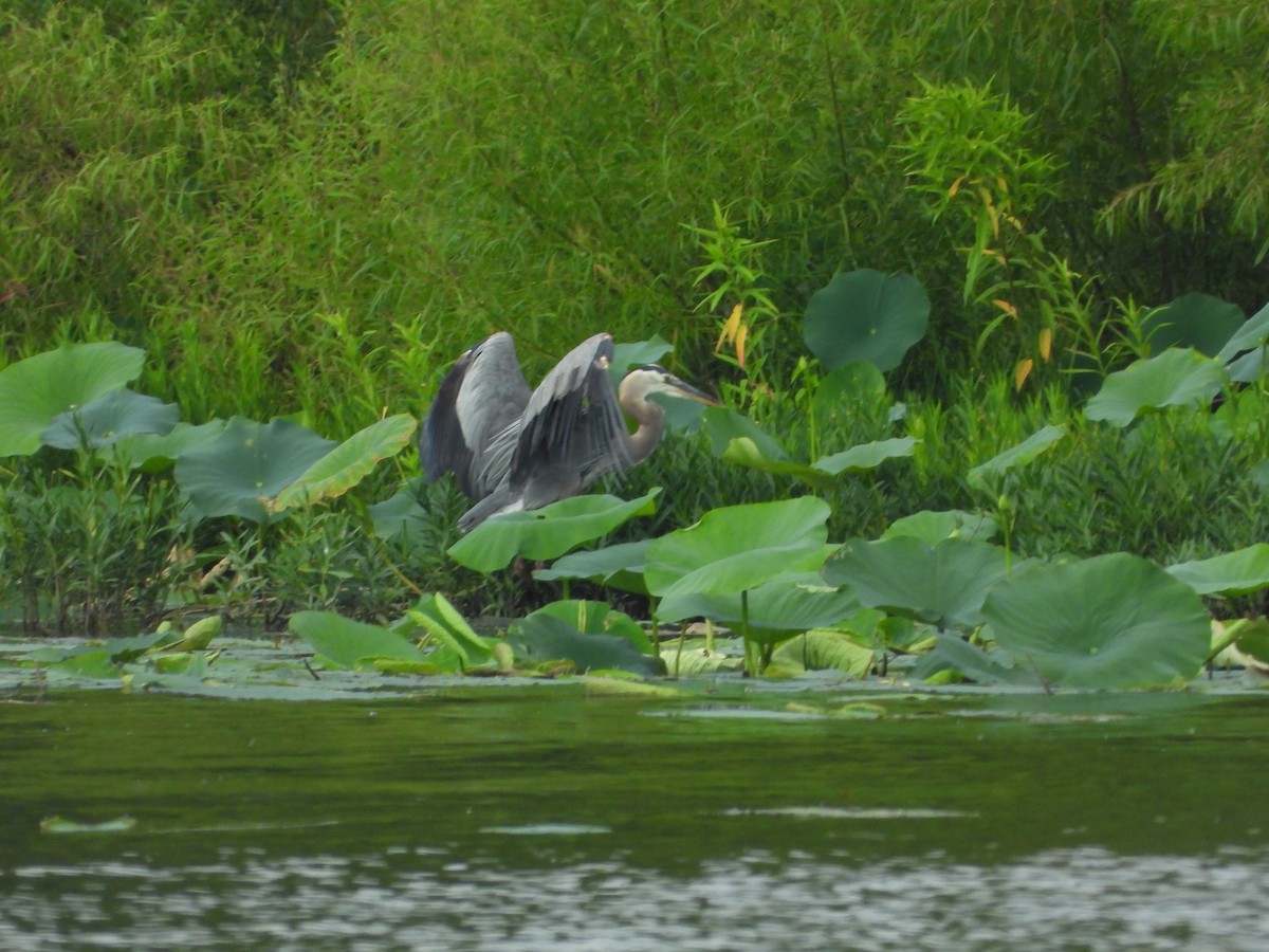 Great Blue Heron - ML355637291