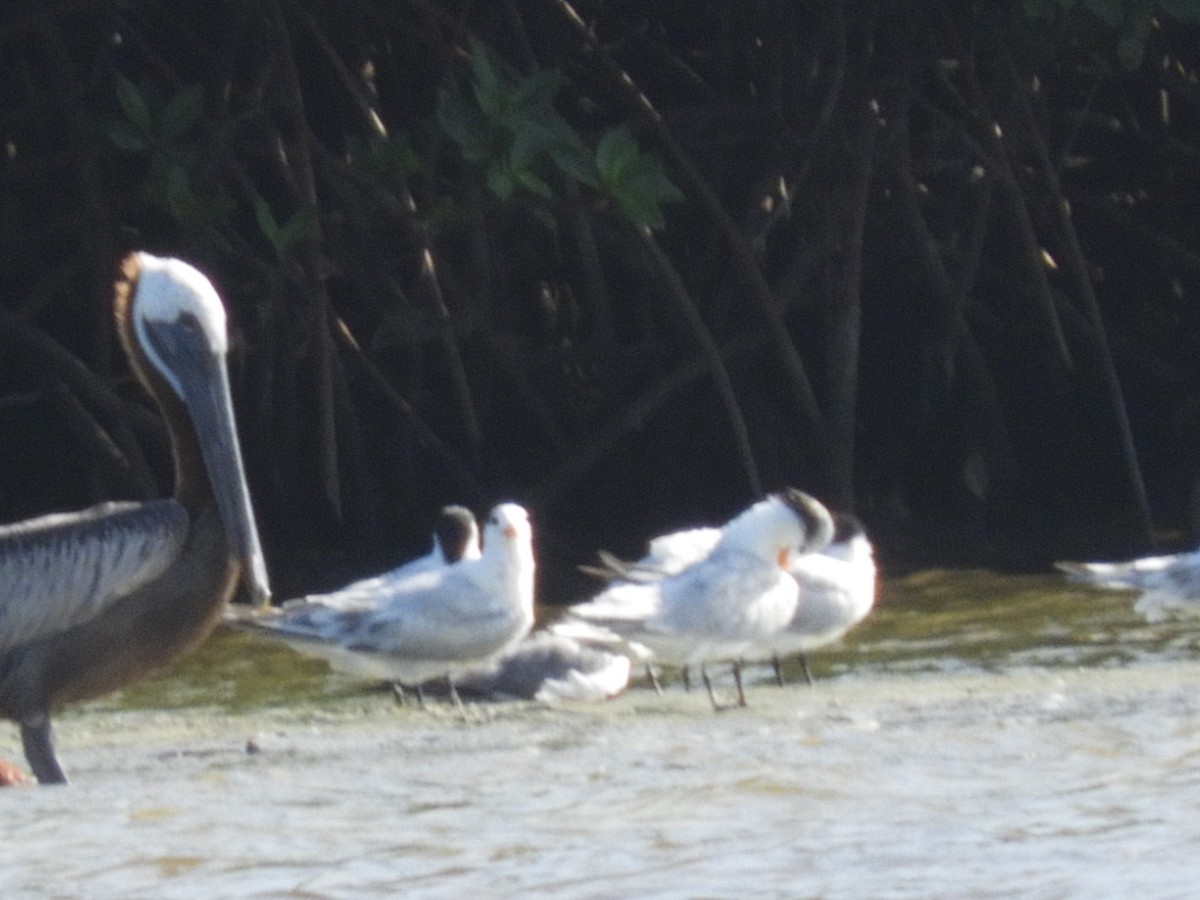 Royal Tern - ML355638451