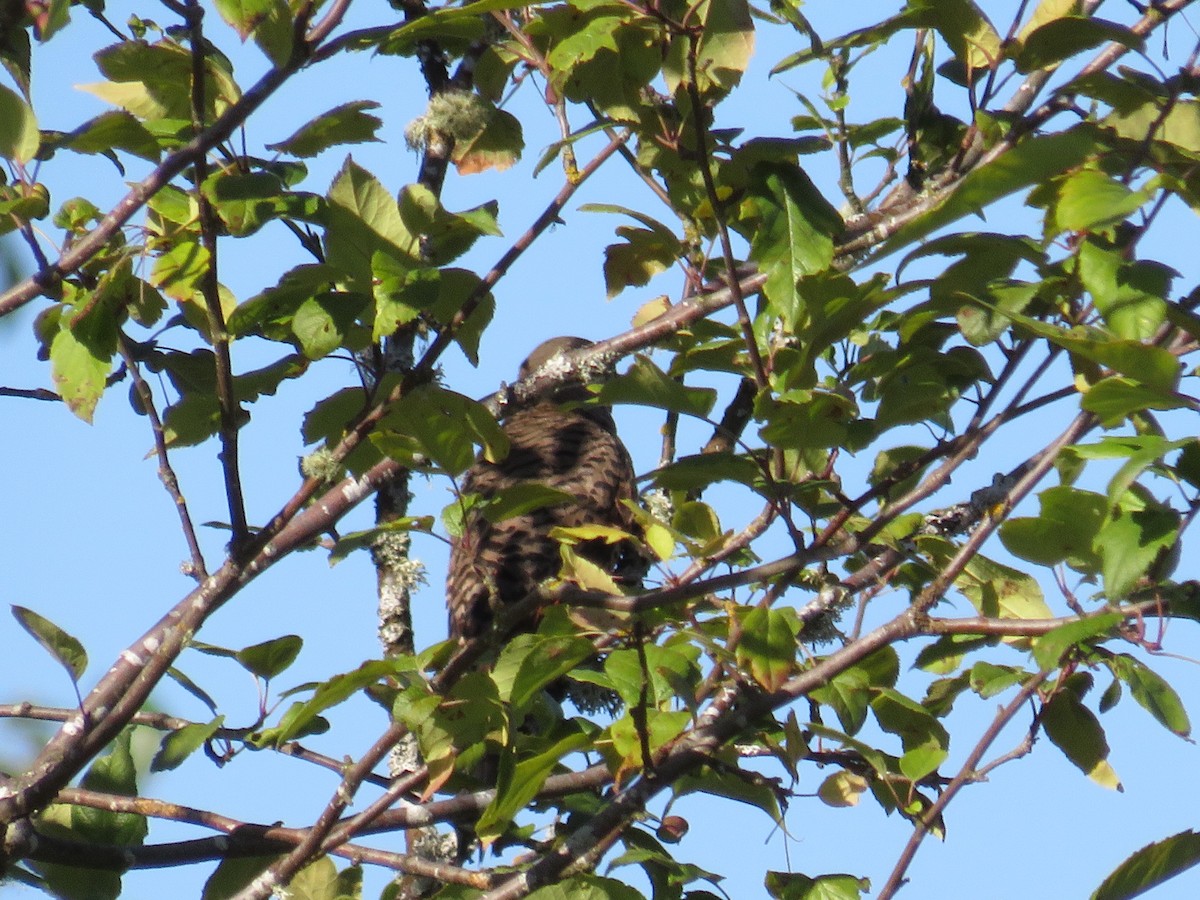 Northern Flicker - ML355639671