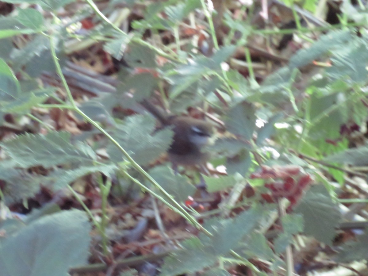 Bewick's Wren - ML355639711