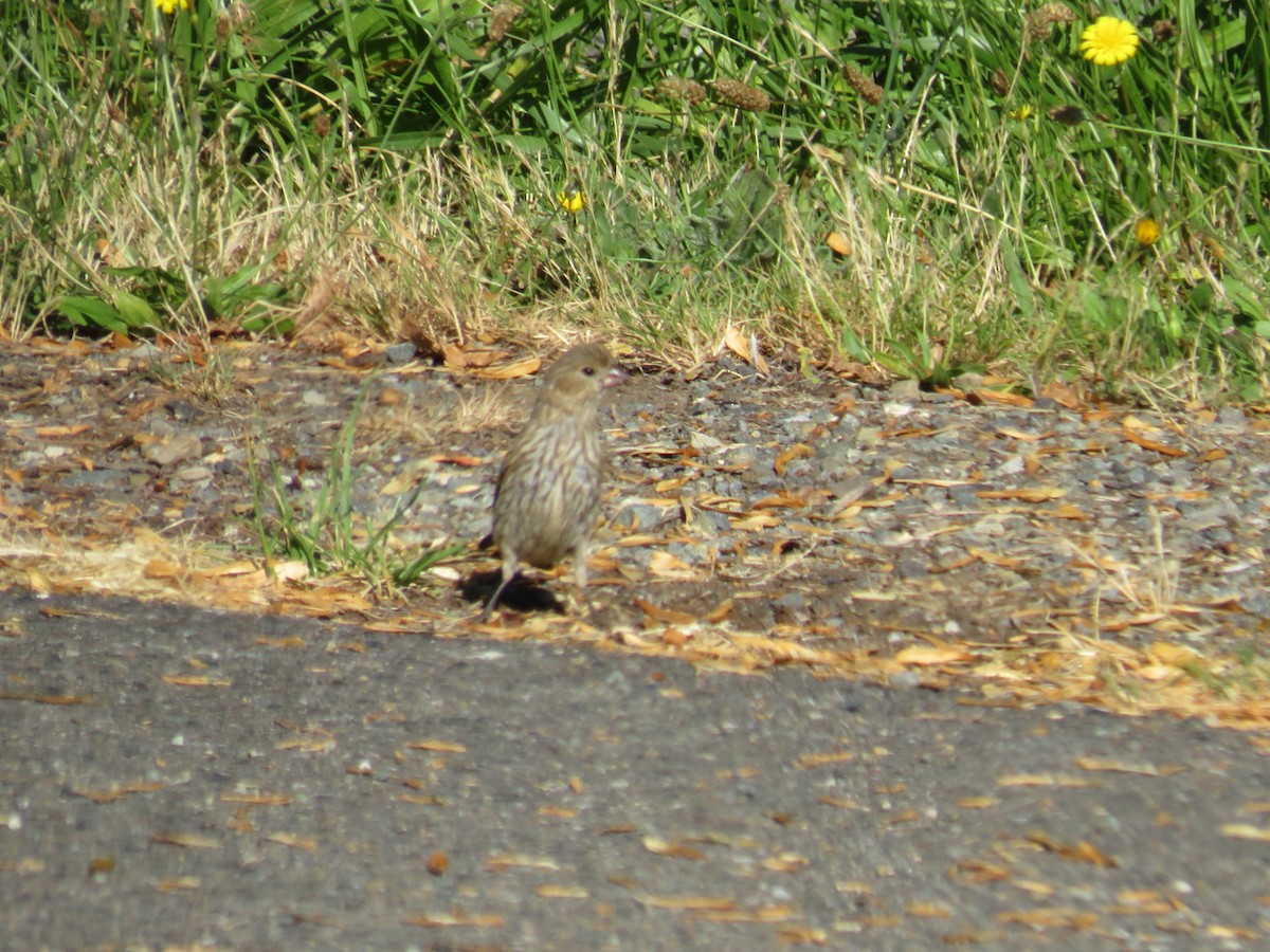 House Finch - ML355639951