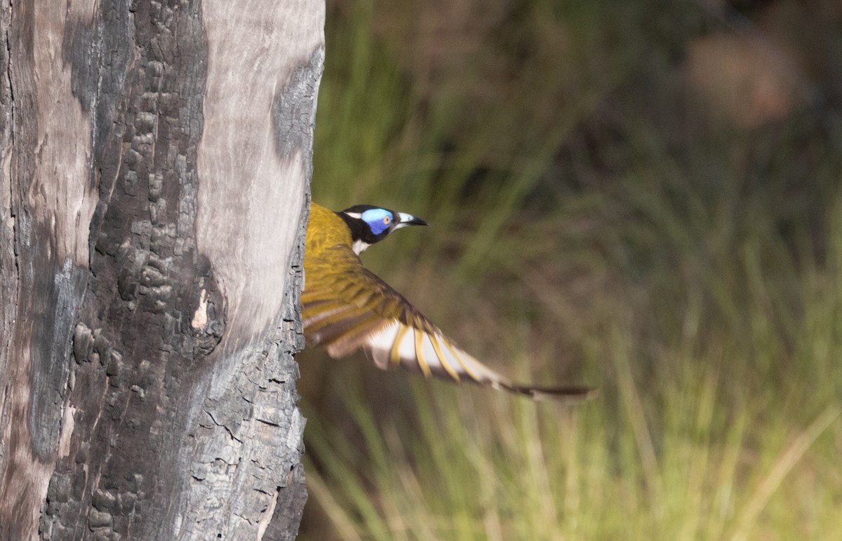 Blue-faced Honeyeater - ML355639981