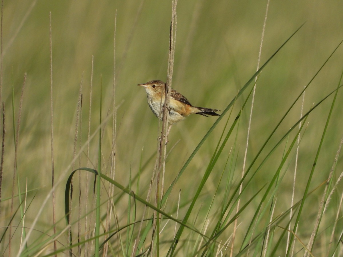 Grass Wren (Northern) - Isain Contreras