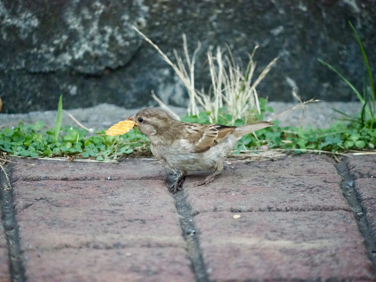 House Sparrow - ML355641771