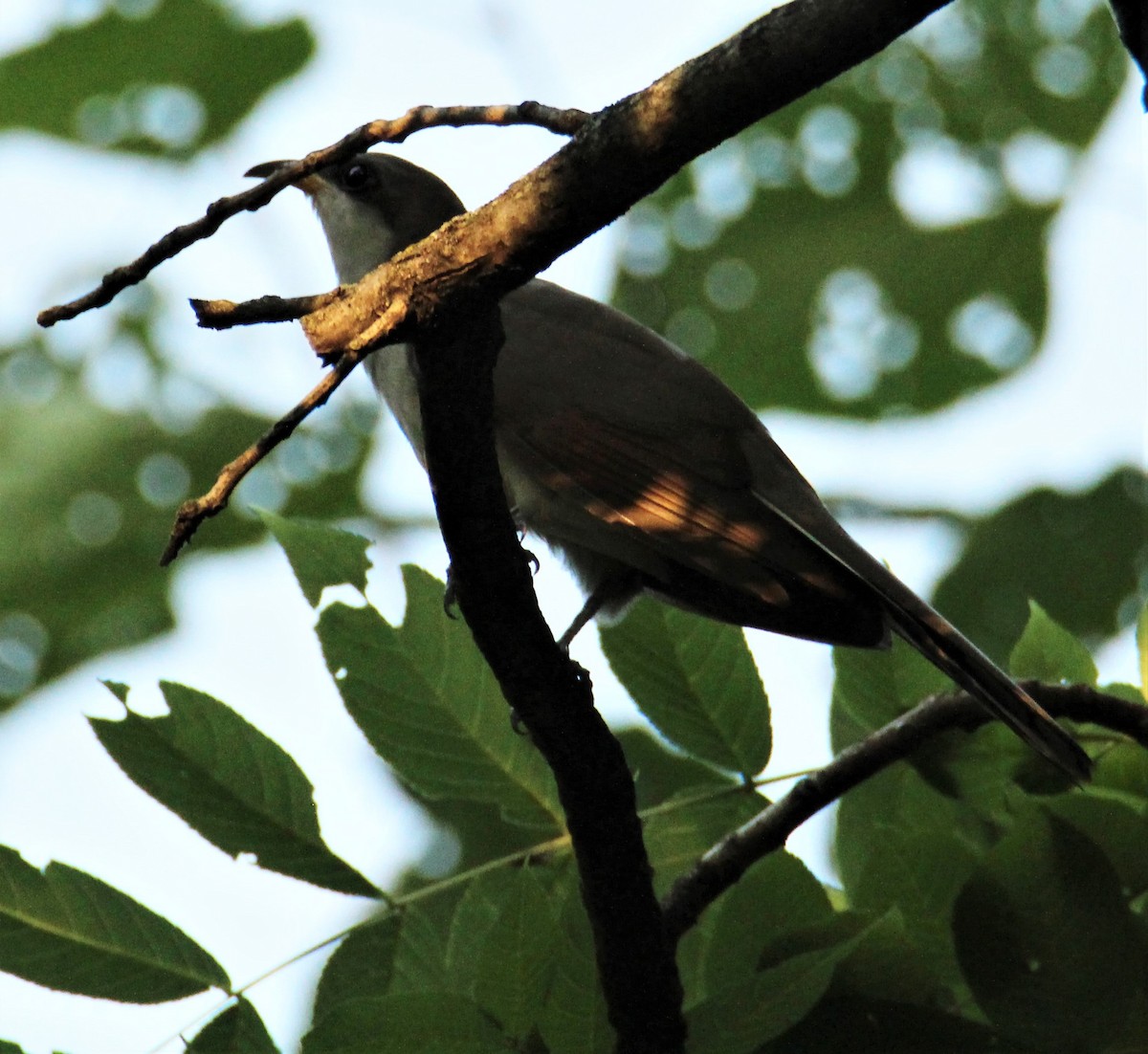 Yellow-billed Cuckoo - ML355641871