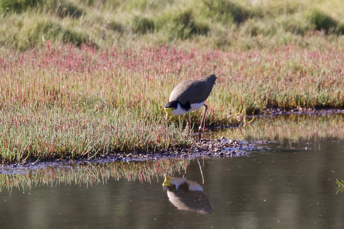 Masked Lapwing - ML355641961