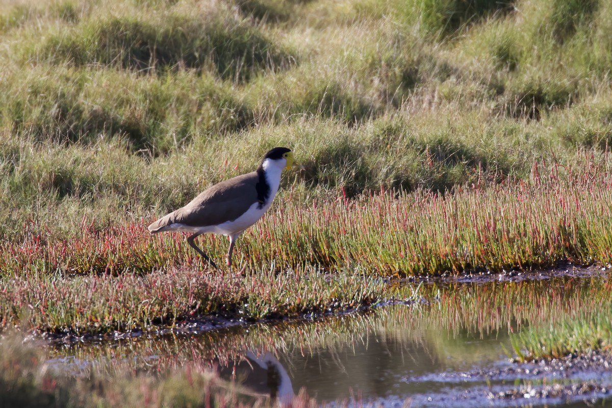 Masked Lapwing - ML355641971