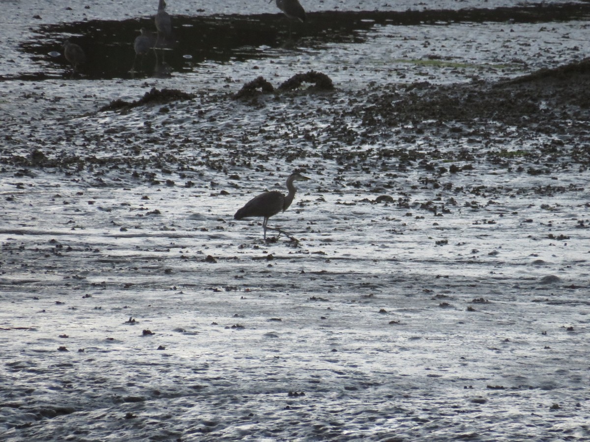 Great Blue Heron - ML355643101