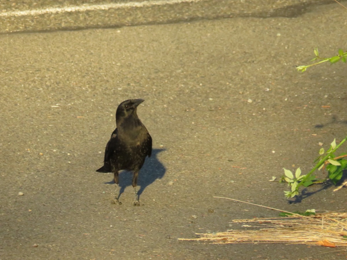 American Crow - ML355643151