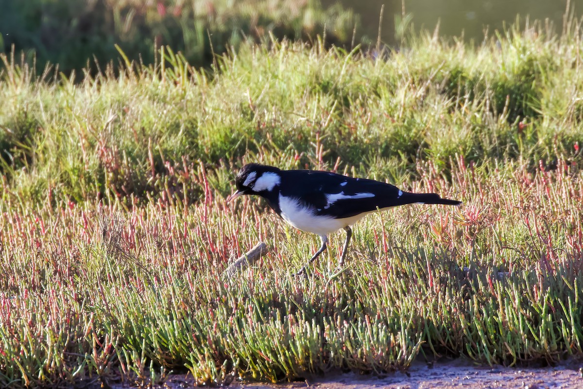 Magpie-lark - Dennis Devers