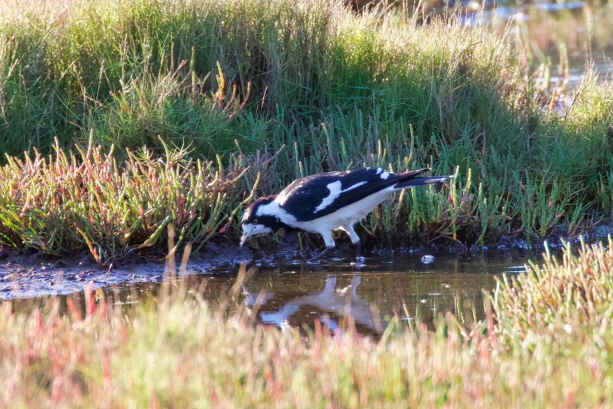 Magpie-lark - Dennis Devers