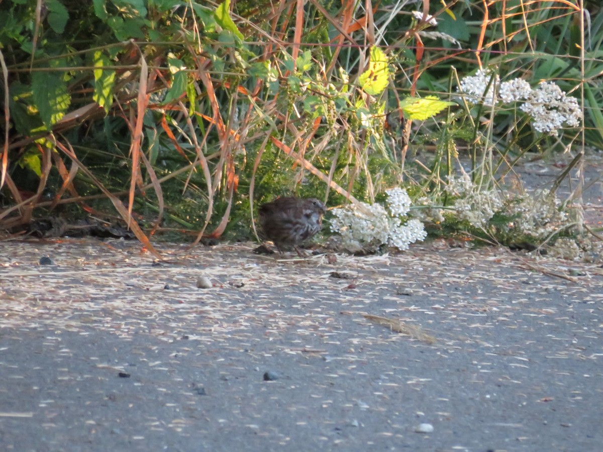 Song Sparrow - ML355643371