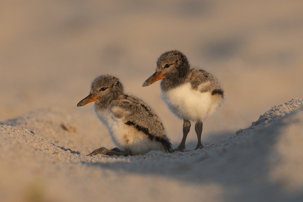 American Oystercatcher - Alicia Ambers