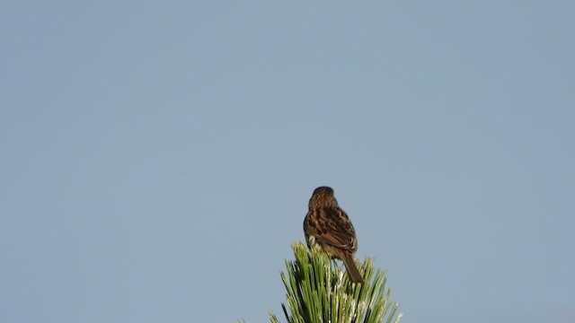 Sierra Madre Sparrow - ML355643781