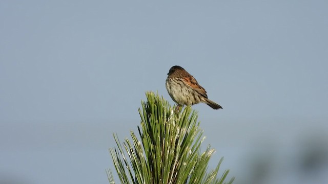 Sierra Madre Sparrow - ML355643791