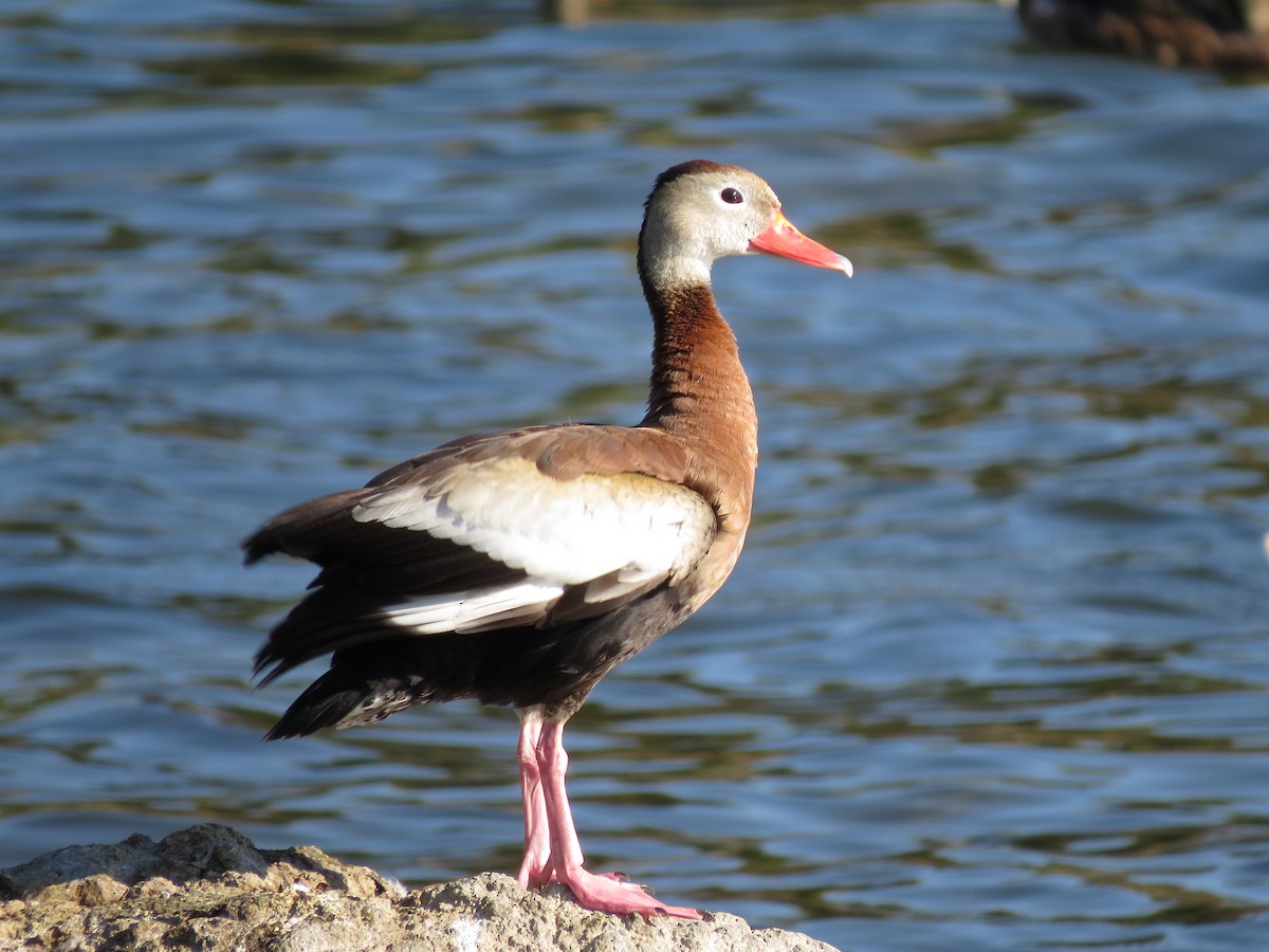 Dendrocygne à ventre noir - ML35564701