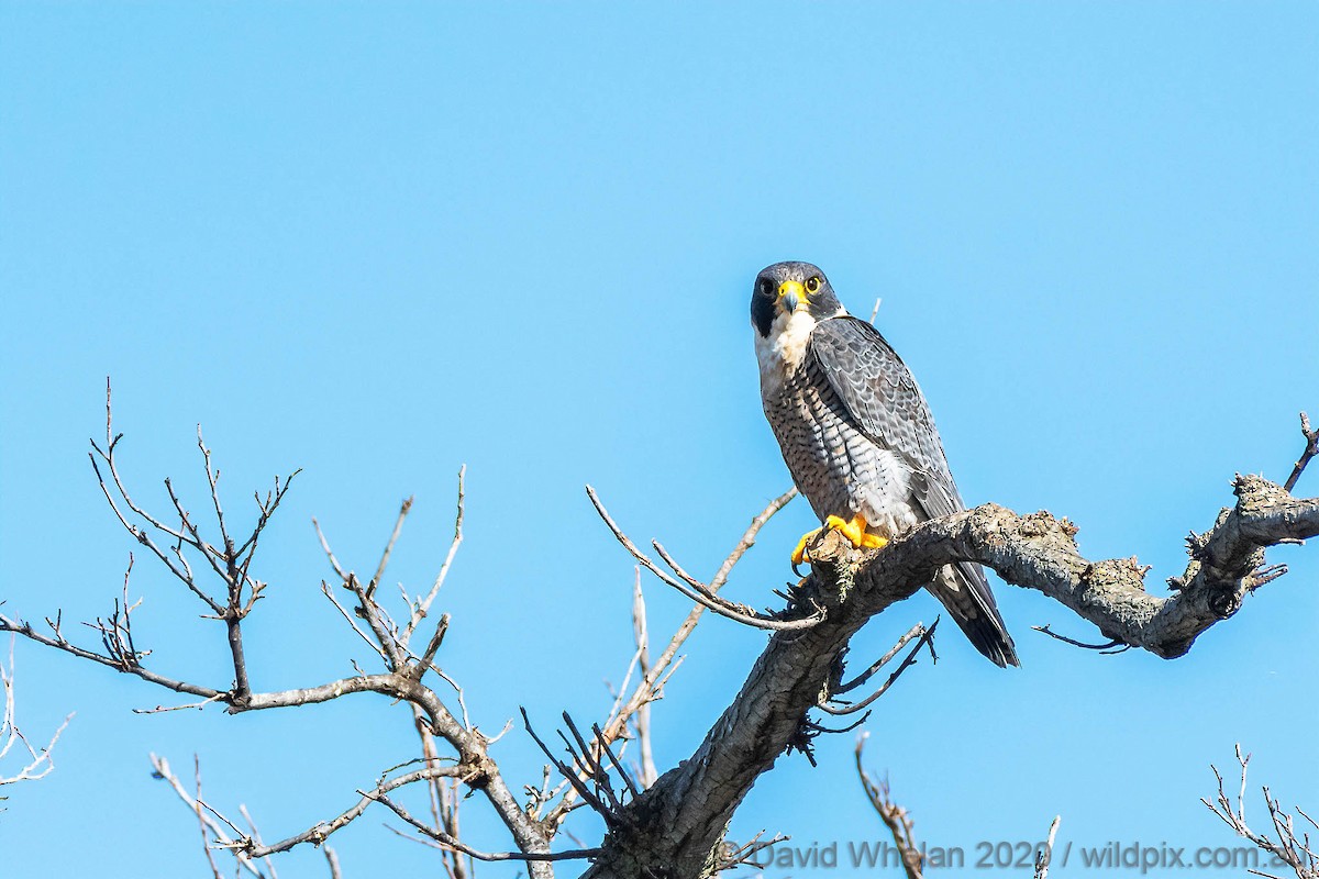 Peregrine Falcon - Geelong Field Naturalists Club Bird Group