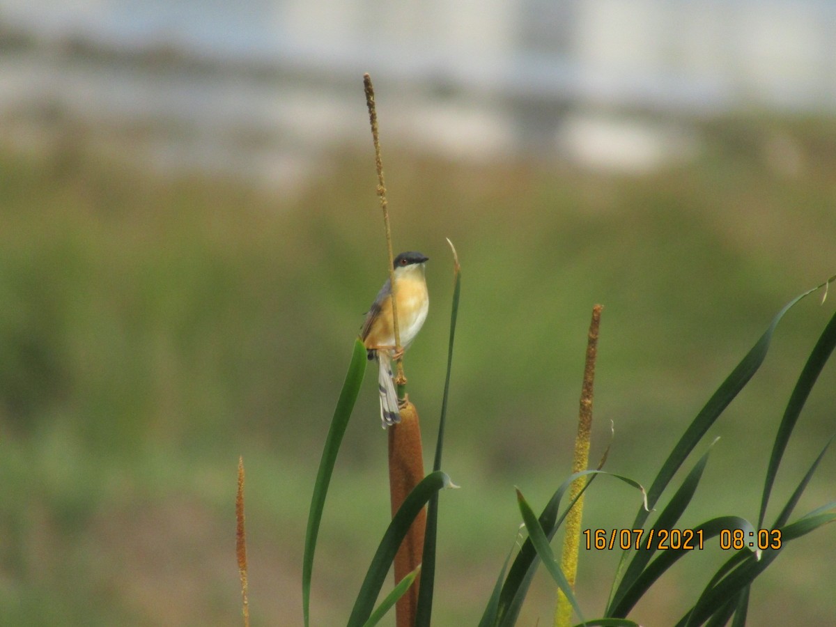 Ashy Prinia - ML355648911