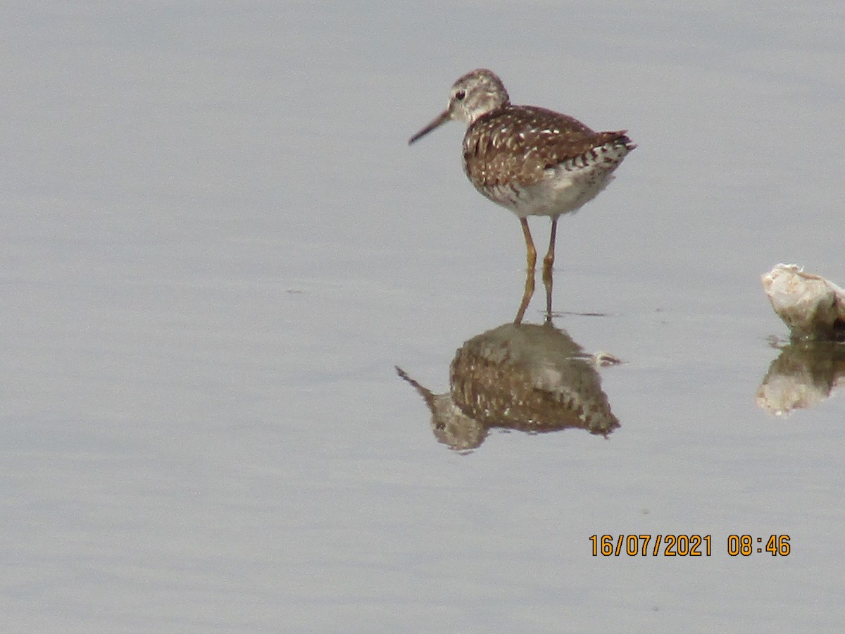 Wood Sandpiper - ML355650251