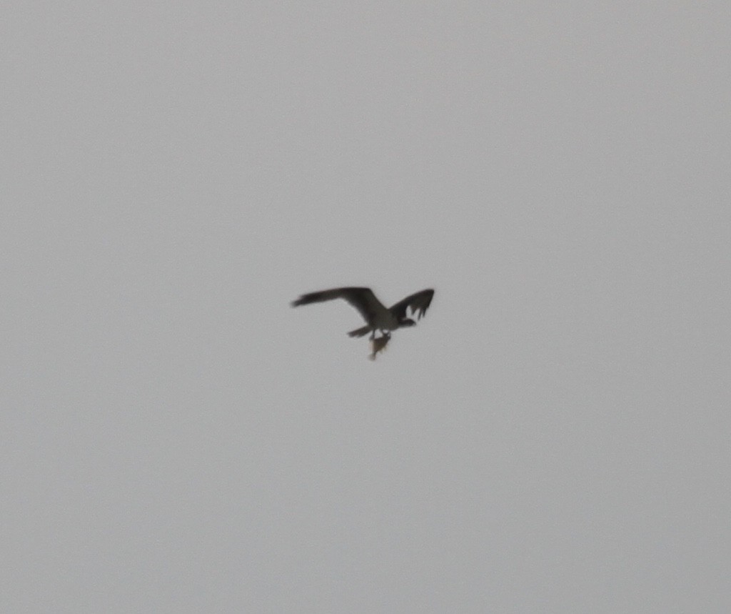 Osprey (carolinensis) - ML355651491