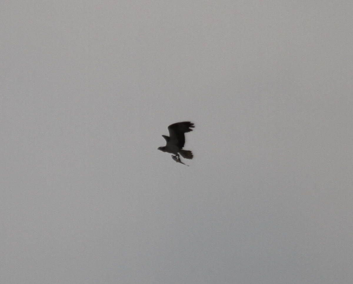 Osprey (carolinensis) - ML355651501