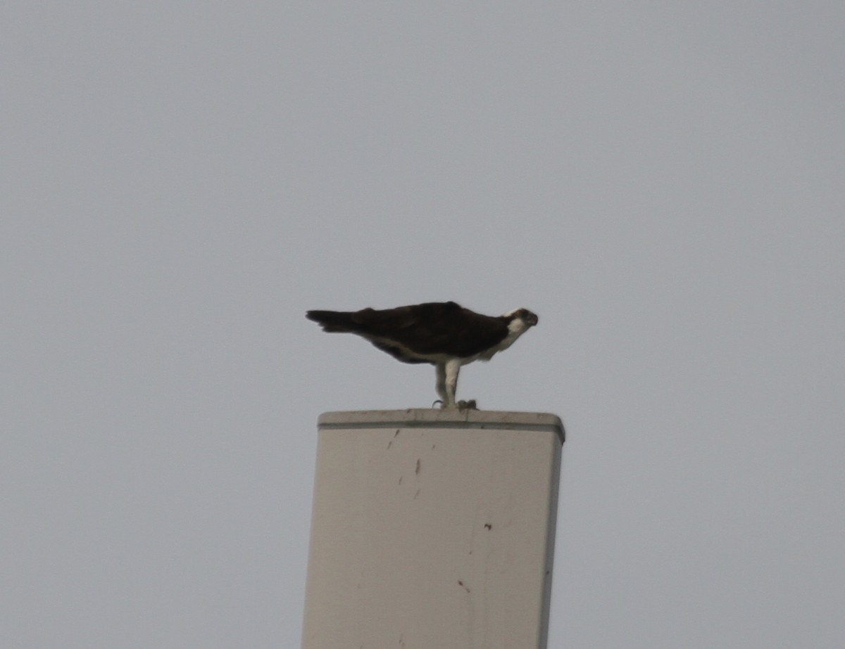 Osprey (carolinensis) - Sam Manning