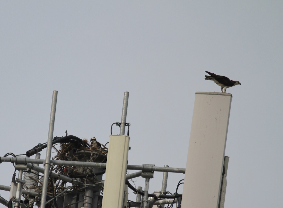 Osprey (carolinensis) - ML355651521