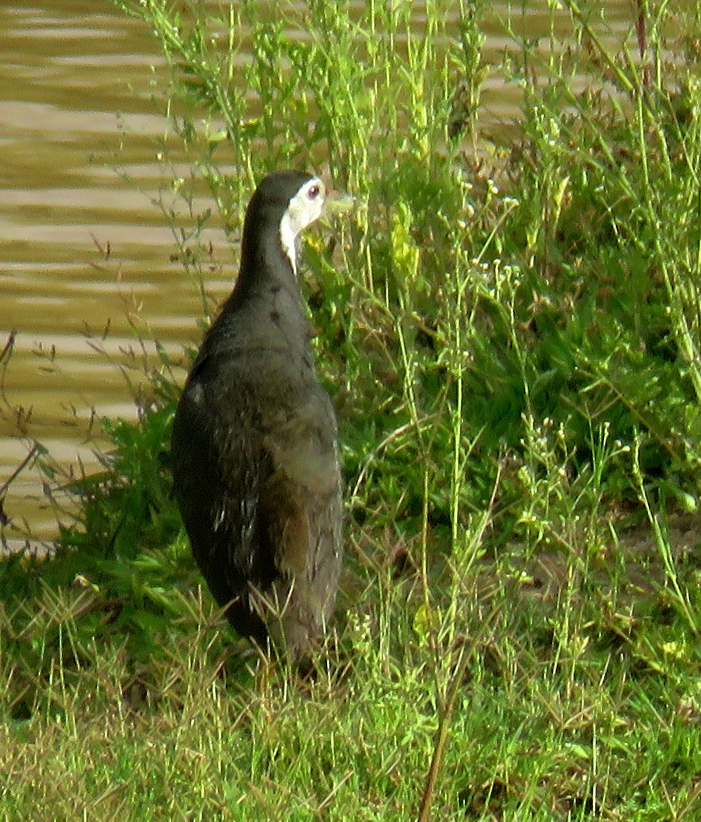 White-breasted Waterhen - ML355651761