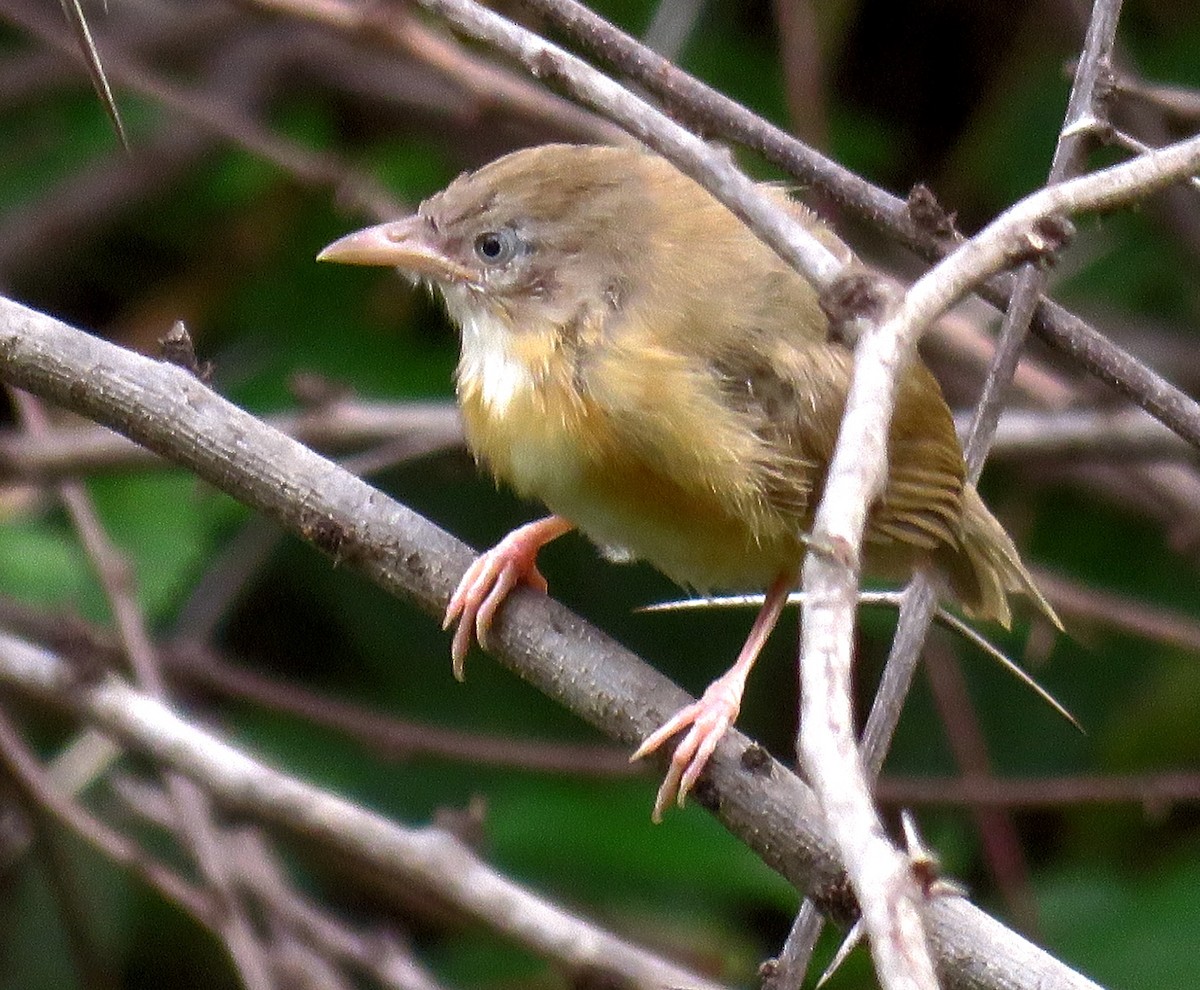 Tawny-bellied Babbler - ML355651901