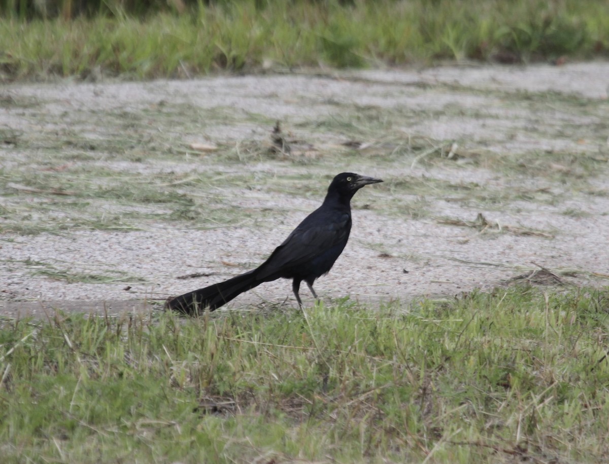 Great-tailed Grackle (Great-tailed) - Sam Manning