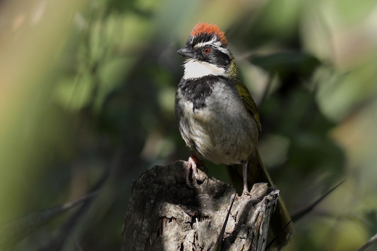 Collared Towhee - Aaron Maizlish