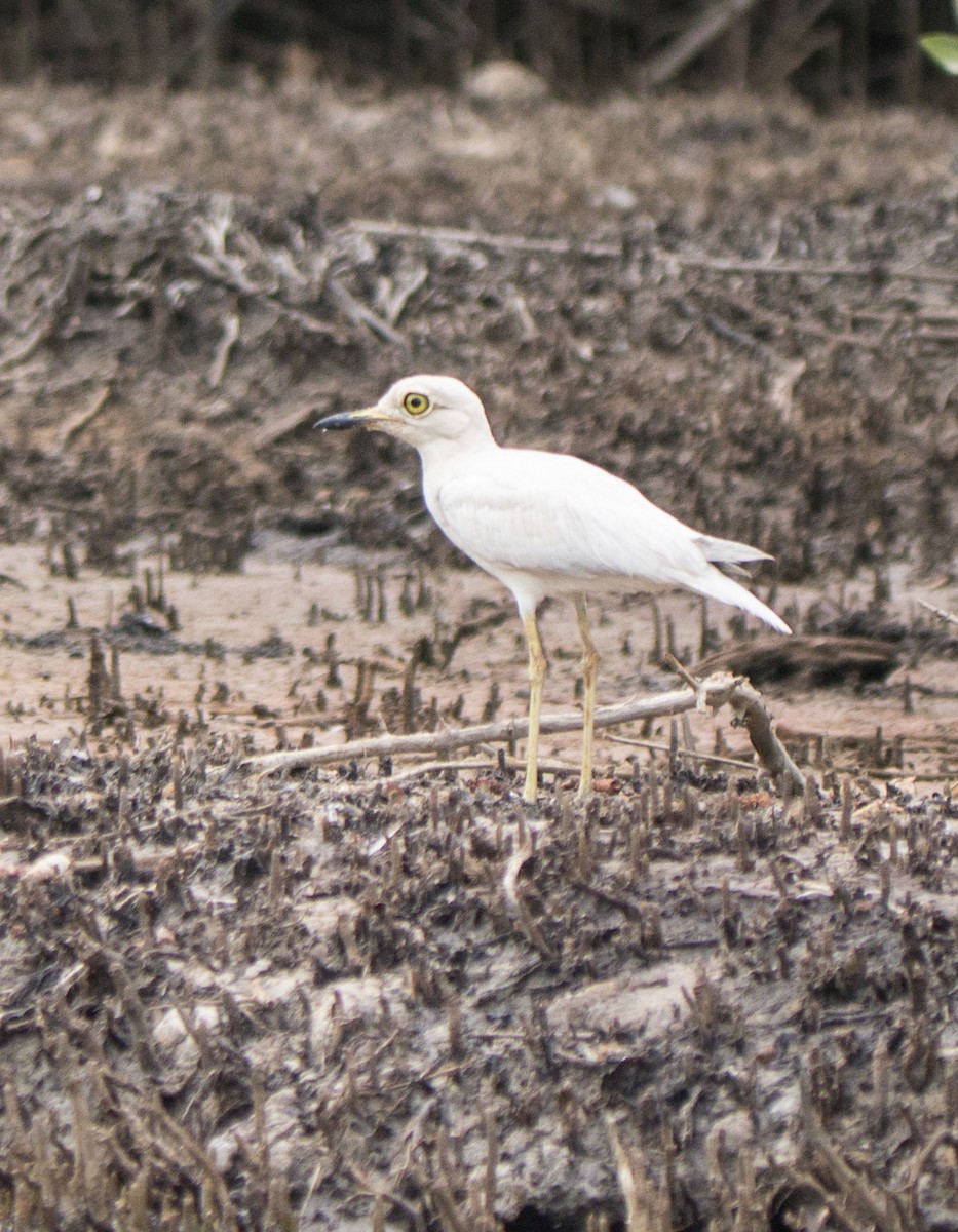 Senegal Thick-knee - Deborah A Garner