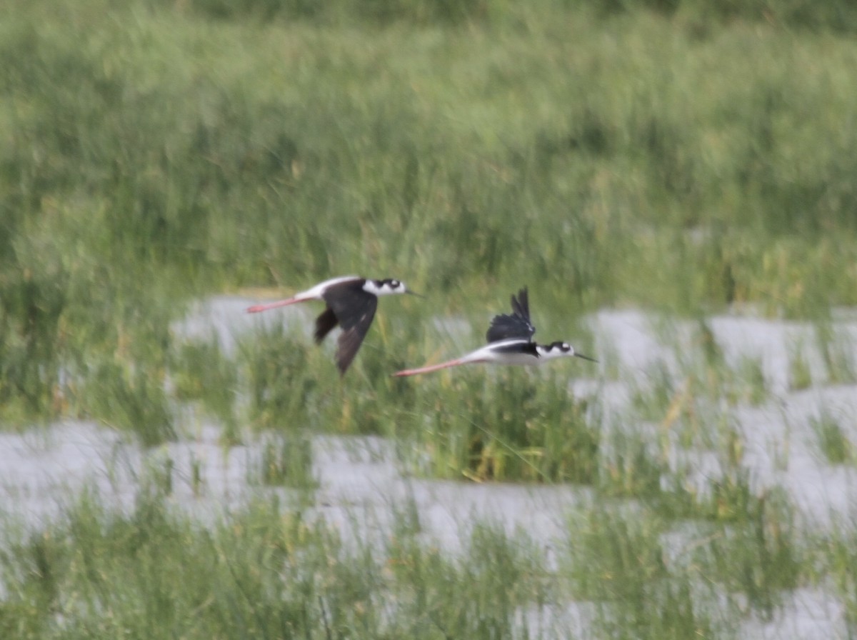 Black-necked Stilt (Black-necked) - Sam Manning