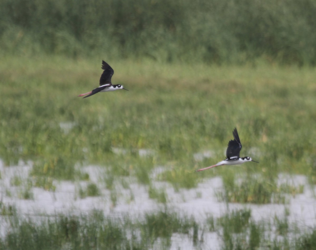 Black-necked Stilt (Black-necked) - ML355652751