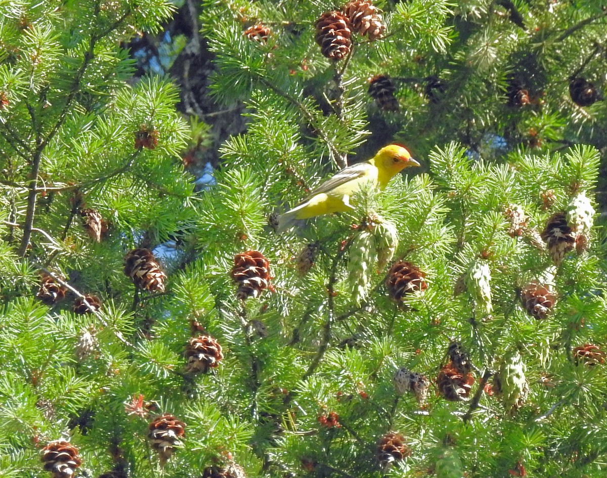 Western Tanager - ML355653071