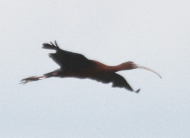 ibis hnědý/americký - ML355653201