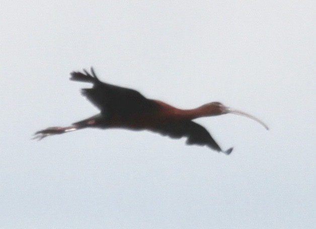 Glossy/White-faced Ibis - Sam Manning