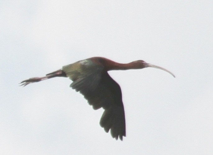 ibis hnědý/americký - ML355653211