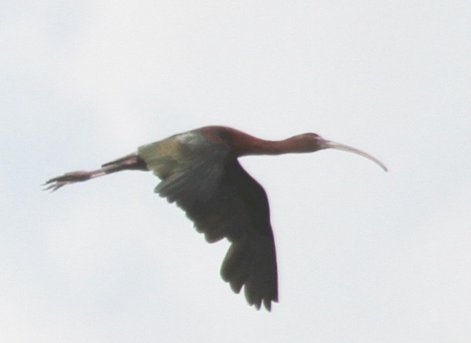 Glossy/White-faced Ibis - ML355653211