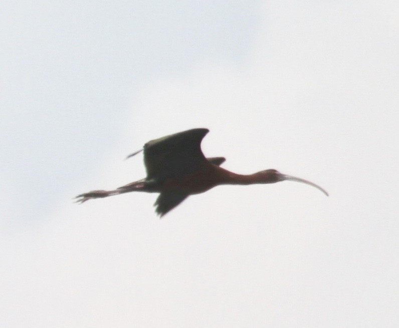 ibis hnědý/americký - ML355653221