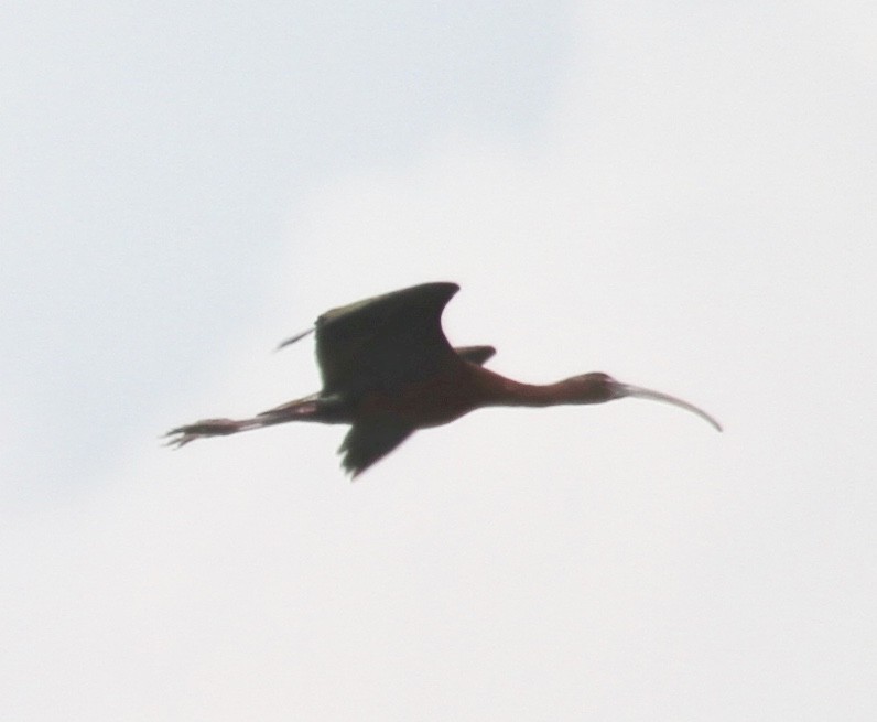 Ibis falcinelle ou I. à face blanche - ML355653221