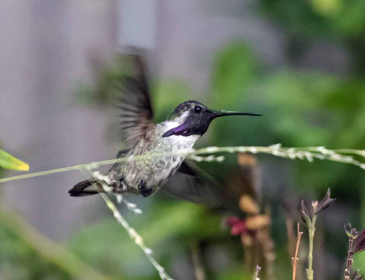 Colibrí de Costa - ML355653291