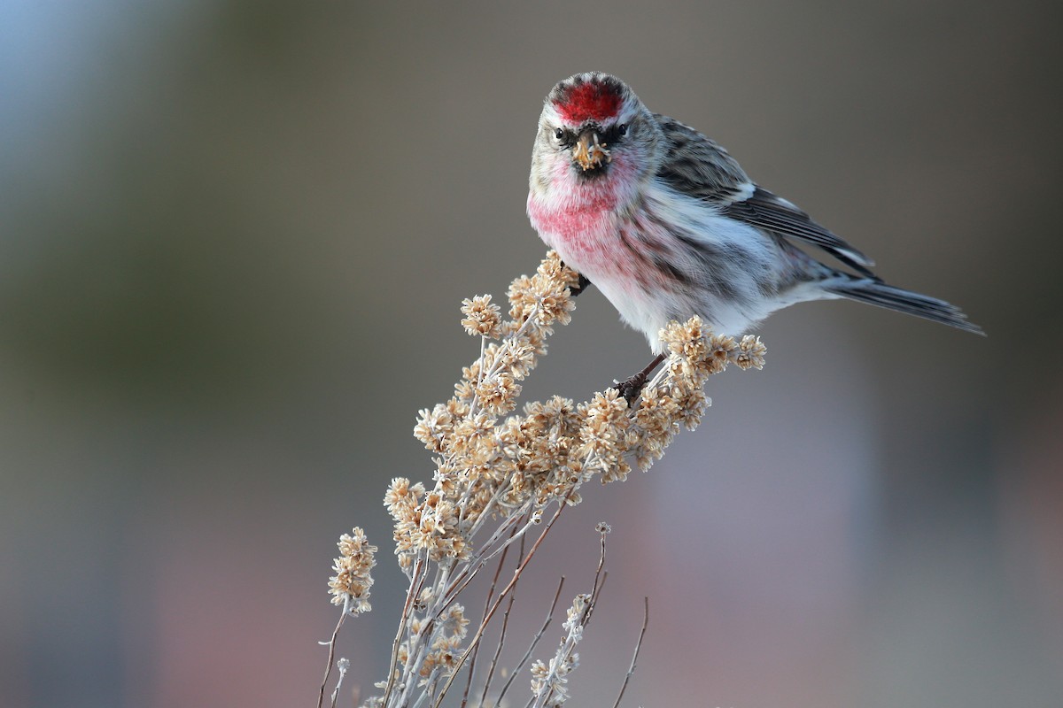 Redpoll (flammea) - Tim Lenz