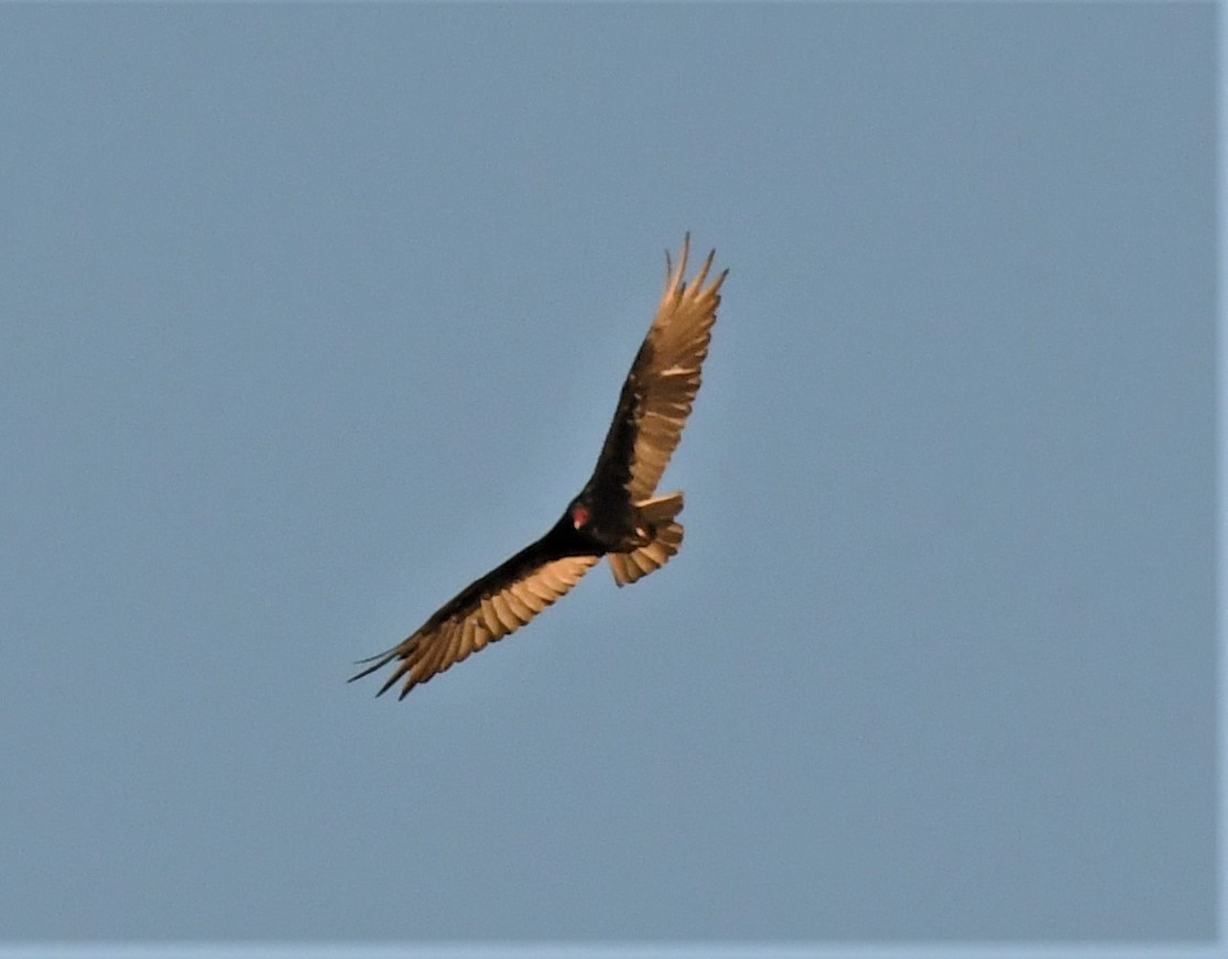 Turkey Vulture - ML355653671