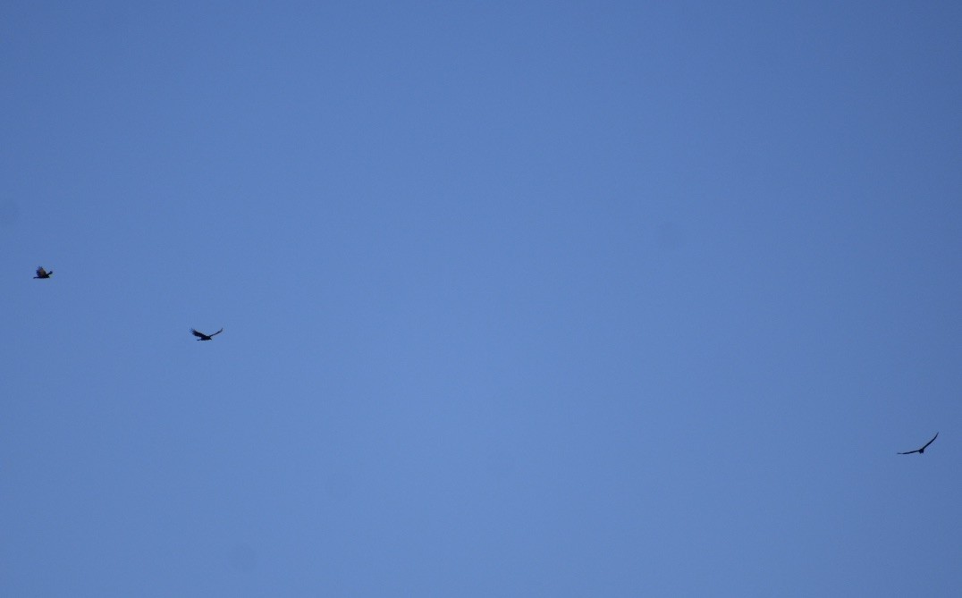 Turkey Vulture - ML355654771