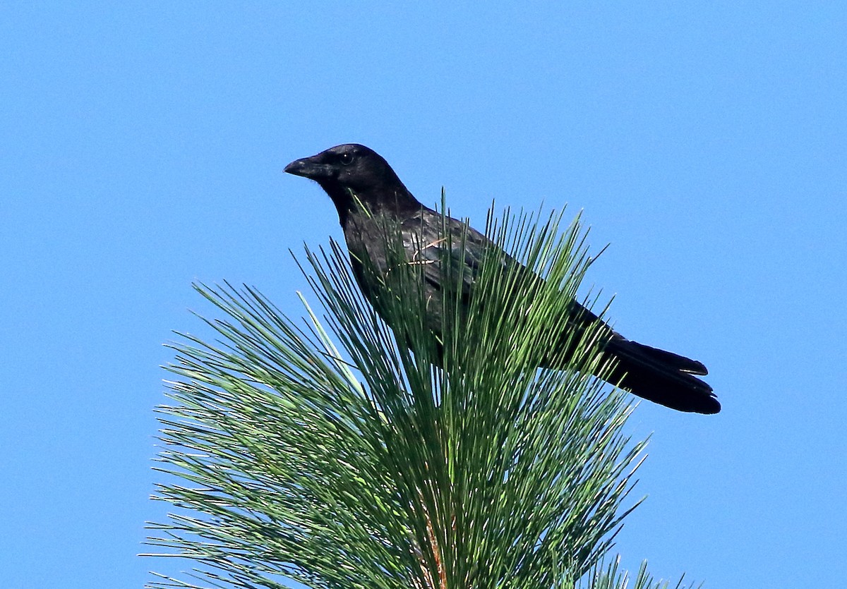 American Crow - Mark  Ludwick