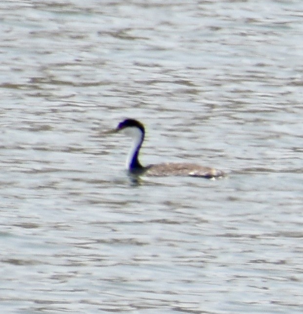 Western Grebe - ML355655291