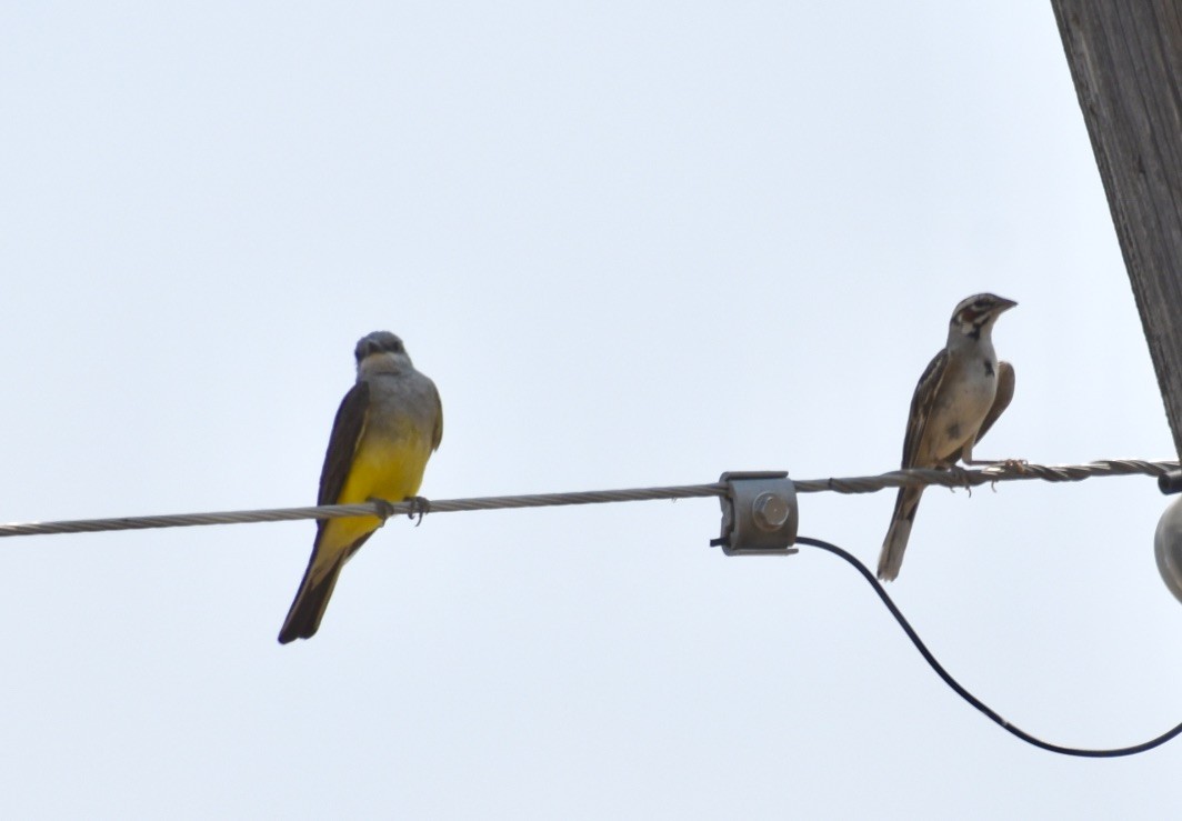 Western Kingbird - ML355655321